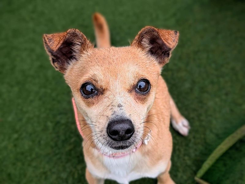 Jack Russell Terrier for adoption in Cardiff, Glamorgan – 7 years old - Image 1 of 3