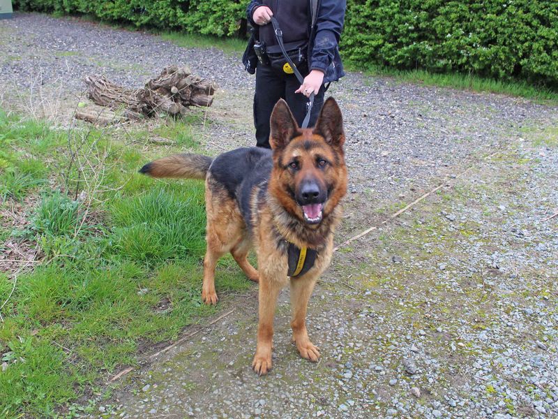 German Shepherd for adoption in Wickford, Essex – 4 years old - Image 3 of 7