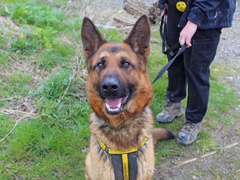 German Shepherd for adoption in Wickford, Essex – 4 years old - Image 4 of 7