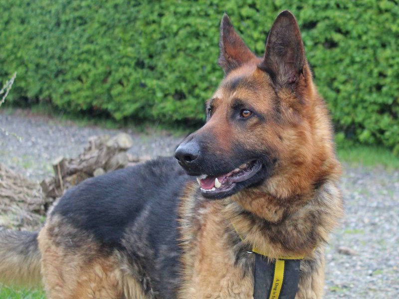 German Shepherd for adoption in Wickford, Essex – 4 years old - Image 7 of 7