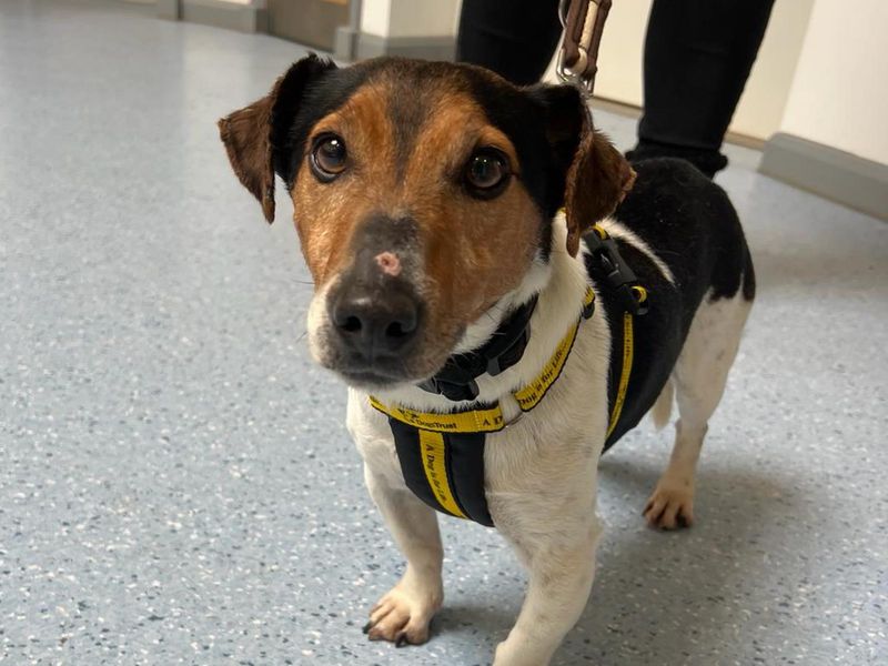 Jack Russell for adoption in Wymeswold, Leicestershire – 12 years old - Image 1 of 1