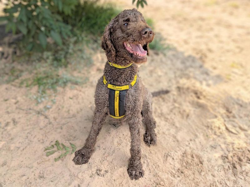 Poodle for adoption in Wymeswold, Leicestershire – 10 years old - Image 1 of 3