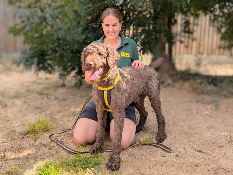 Poodle for adoption in Wymeswold, Leicestershire – 10 years old - Image 2 of 3