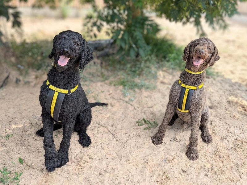 Poodle for adoption in Wymeswold, Leicestershire – 10 years old - Image 3 of 3