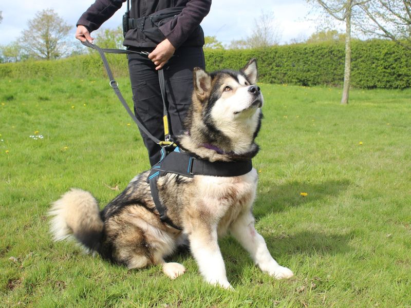 Nala for sale in Telford, Shropshire - Image 7