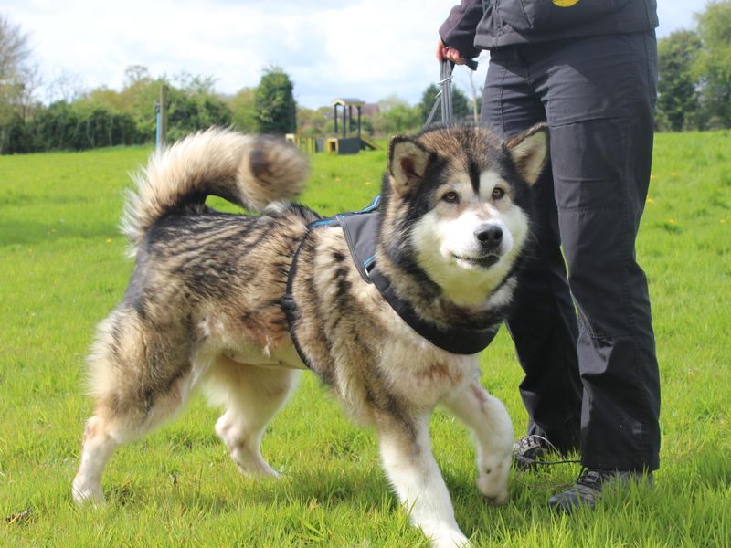 Nala for sale in Telford, Shropshire - Image 2