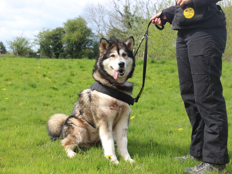 Nala for sale in Telford, Shropshire - Image 3