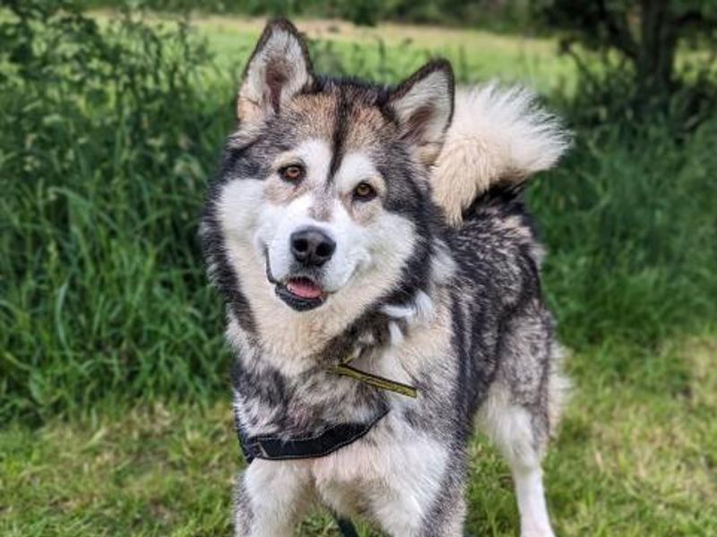 Nala for sale in Telford, Shropshire - Image 6