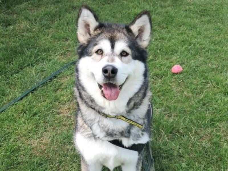 Nala for sale in Telford, Shropshire - Image 4