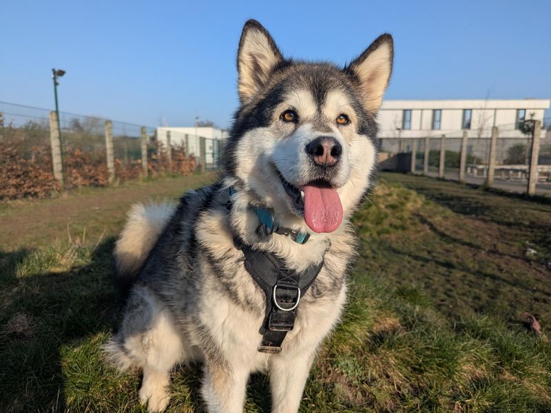 Nala | Alaskan Malamute | Cardiff - 1