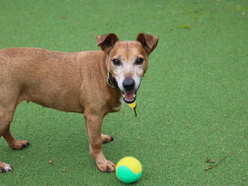 Patsy | Terrier (Jack Russell) | Glasgow - 1