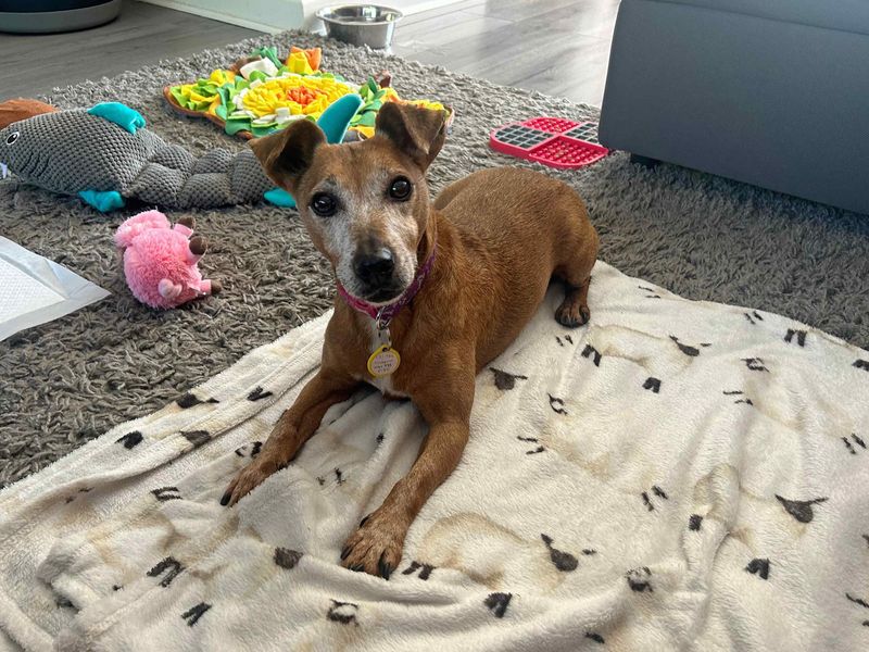 Patsy | Terrier (Jack Russell) | Glasgow - 1