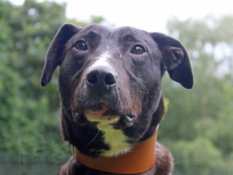 Angus | Lurcher | Merseyside (Liverpool) - 1