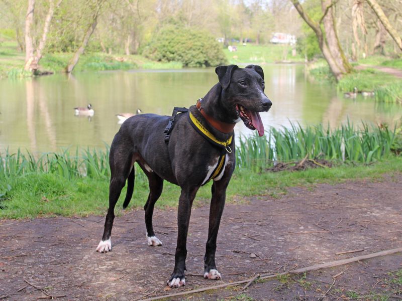 undefined | Lurcher | undefined - 3