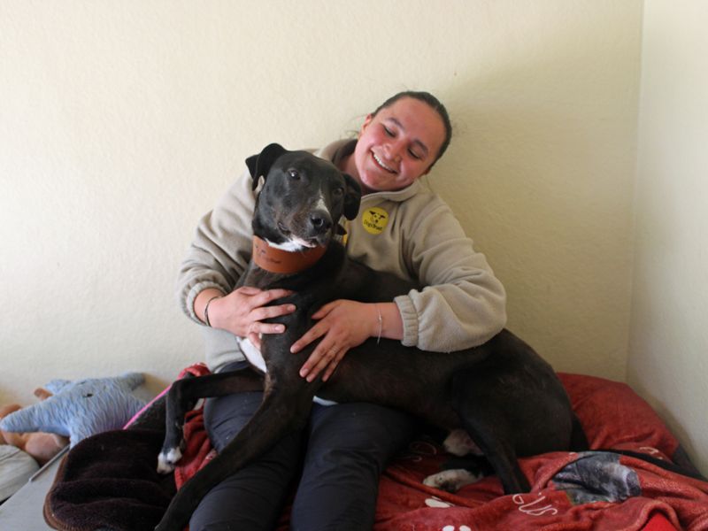 undefined | Lurcher | undefined - 5