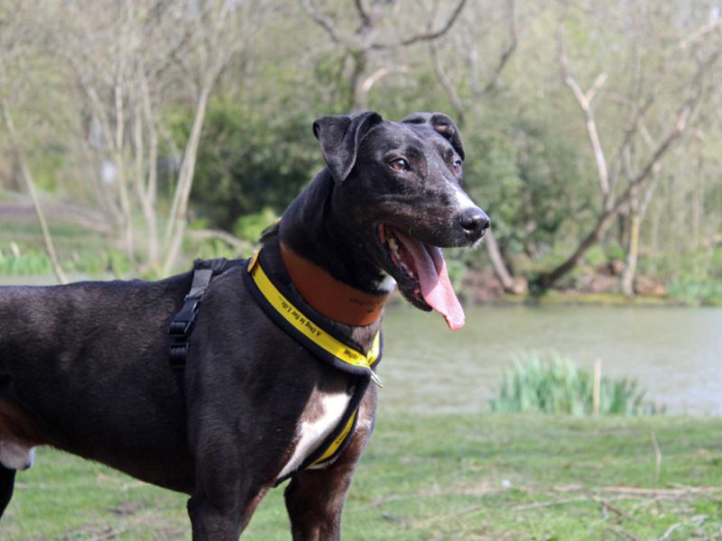 undefined | Lurcher | undefined - 4