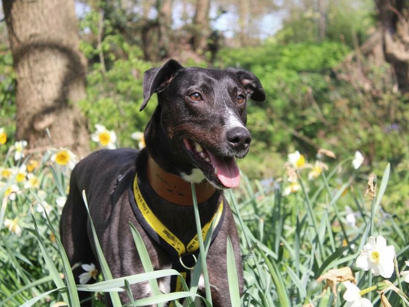 Angus | Lurcher | Merseyside (Liverpool) - 1