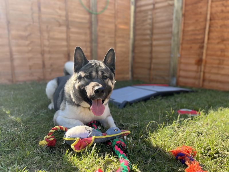 undefined | American Akita | undefined - 6