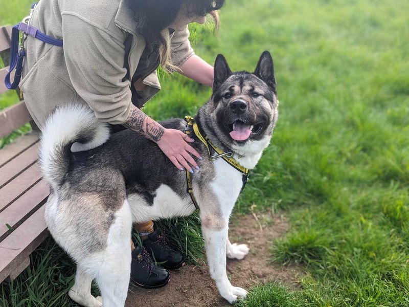 undefined | American Akita | undefined - 3