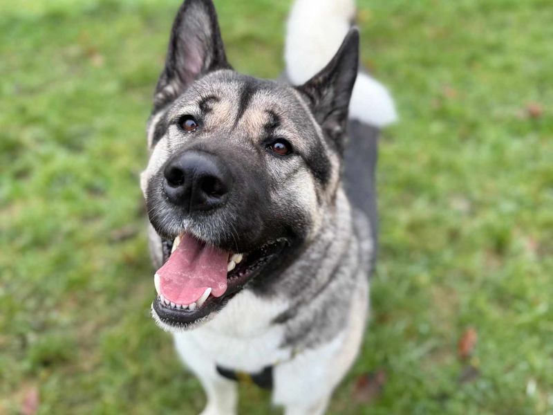 undefined | American Akita | undefined - 7