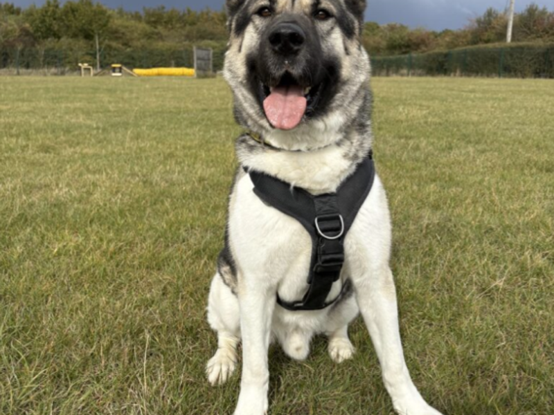 undefined | American Akita | undefined - 12