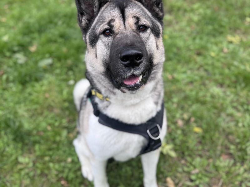 undefined | American Akita | undefined - 4