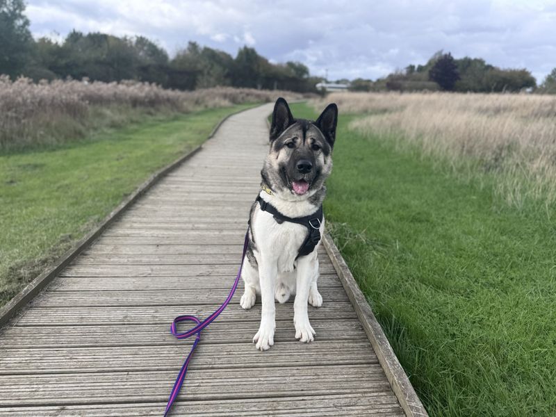 undefined | American Akita | undefined - 11