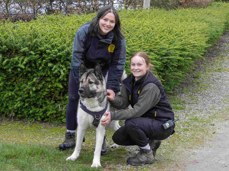 undefined | American Akita | undefined - 8