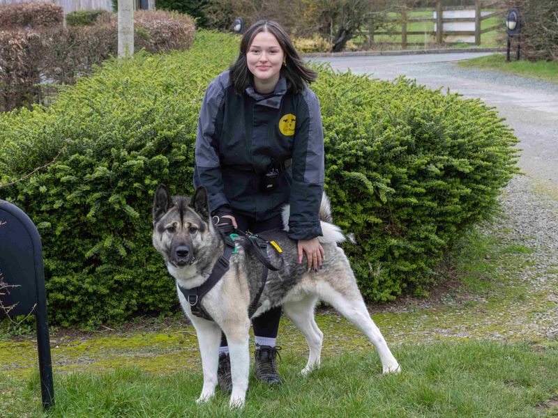 undefined | American Akita | undefined - 9