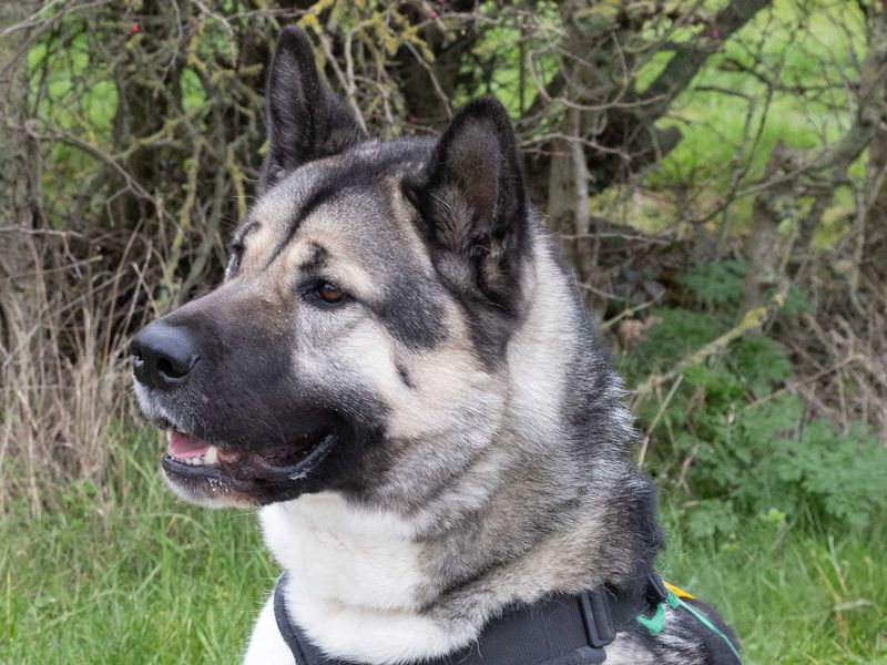 undefined | American Akita | undefined - 10