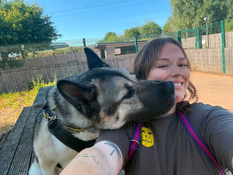 Bucky | American Akita | Loughborough - 4