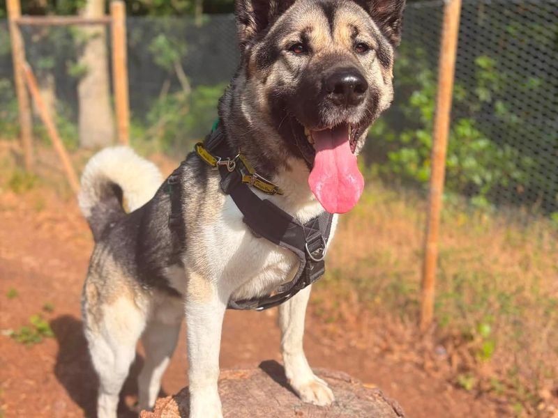 Bucky | American Akita | Loughborough - 11