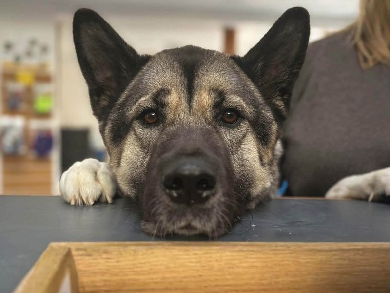 Bucky | American Akita | Loughborough - 15