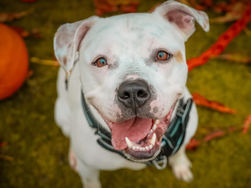 Bolt, a 2 years old male Crossbreed available for adoption from Dogs Trust in Leeds