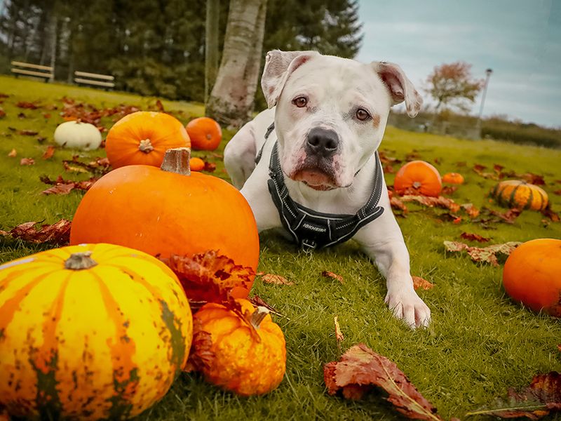 Staffordshire Bull Terrier for adoption in Leeds, Yorkshire – 1 year old