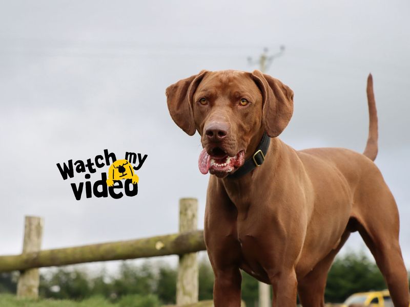 Ralfie | Weimaraner Cross | Darlington - 1