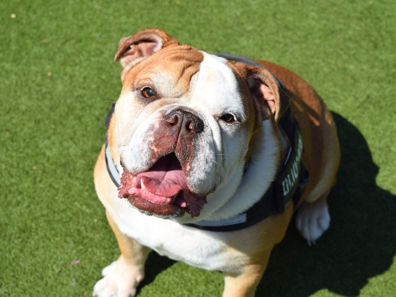 English Bulldog for adoption in Uxbridge, London – 7 years old - Image 2 of 2