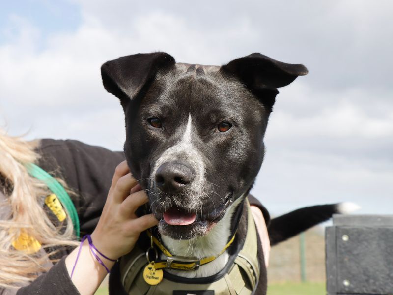 Staffordshire Bull Terrier for adoption in Evesham, Worcestershire – 2 years old - Image 7 of 8