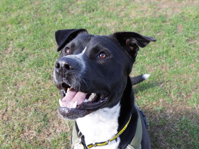 Staffordshire Bull Terrier for adoption in Evesham, Worcestershire – 2 years old - Image 2 of 8