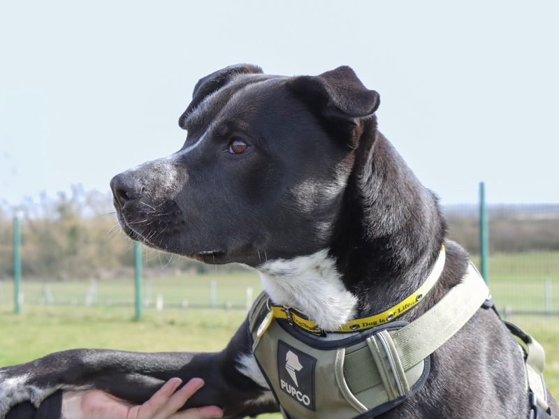 Staffordshire Bull Terrier for adoption in Evesham, Worcestershire – 2 years old - Image 5 of 8