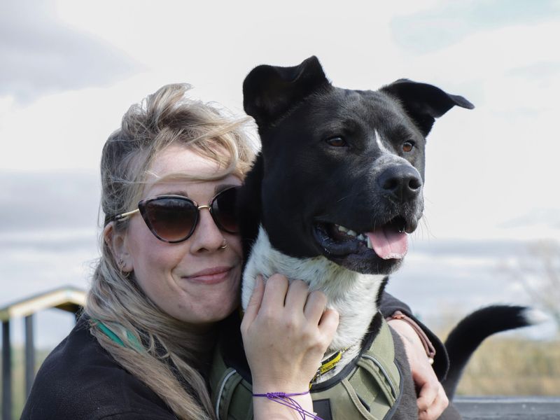 Staffordshire Bull Terrier for adoption in Evesham, Worcestershire – 2 years old - Image 6 of 8