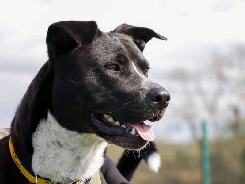 Staffordshire Bull Terrier for adoption in Evesham, Worcestershire – 2 years old - Image 3 of 8