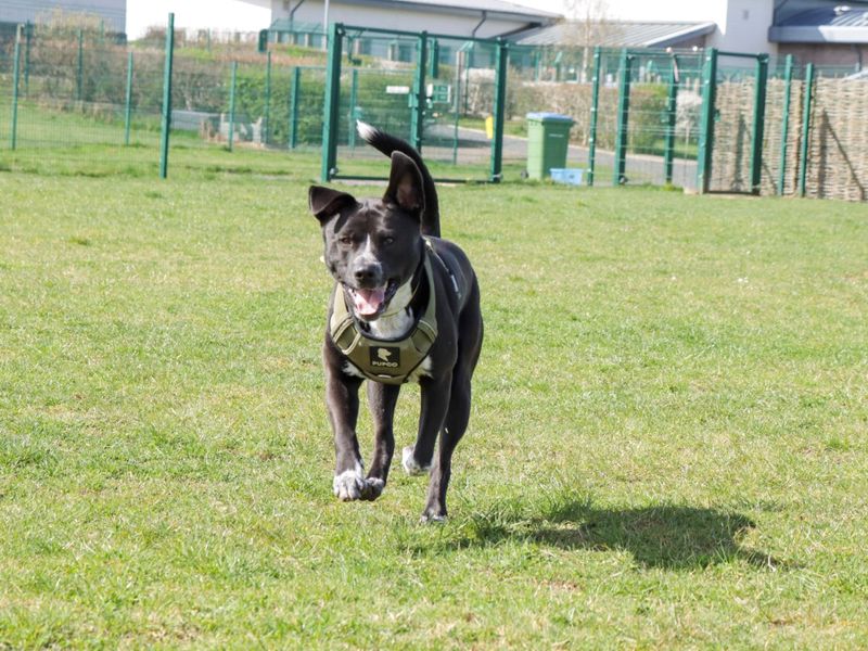 Staffordshire Bull Terrier for adoption in Evesham, Worcestershire – 2 years old - Image 8 of 8