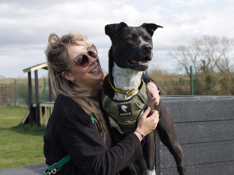 Staffordshire Bull Terrier for adoption in Evesham, Worcestershire – 2 years old - Image 4 of 8