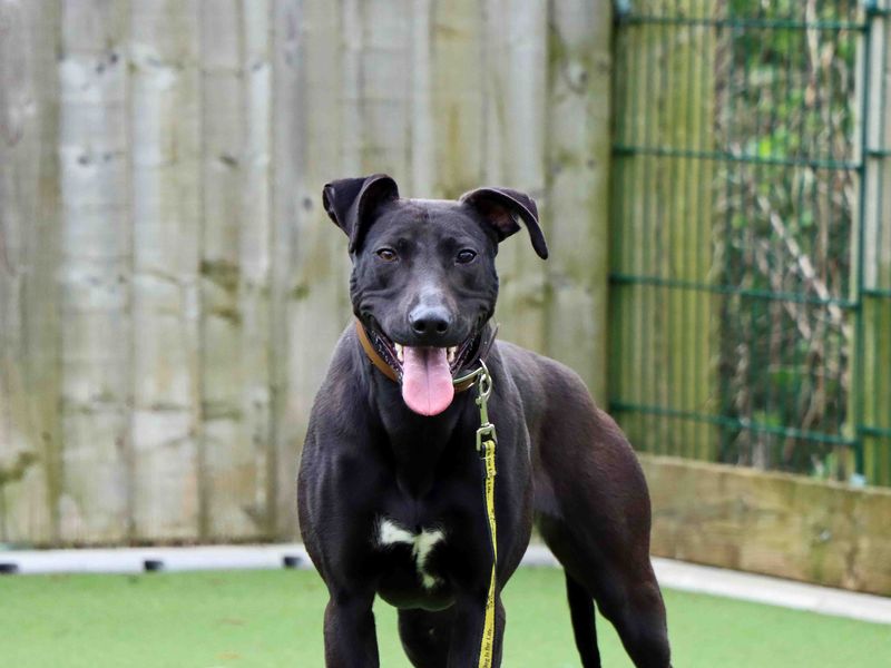 Panda | Lurcher | Darlington - 1