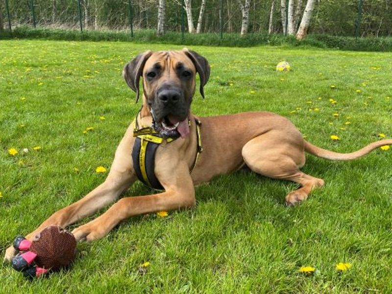 Great Dane for adoption in West Calder, West Lothian – 2 years old - Image 1 of 7