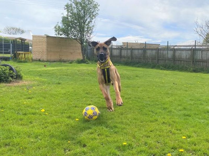 Great Dane for adoption in West Calder, West Lothian – 2 years old - Image 4 of 7