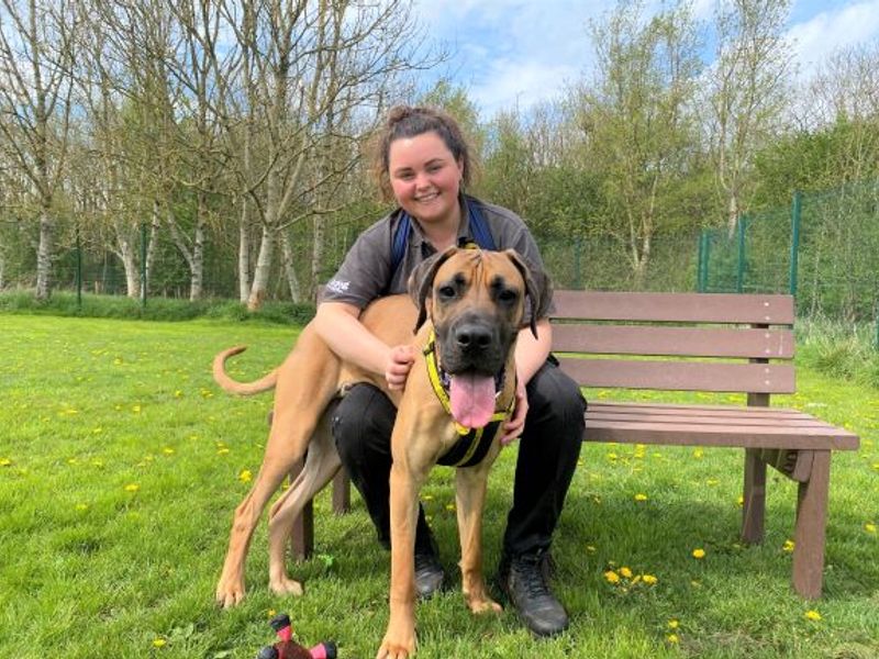 Great Dane for adoption in West Calder, West Lothian – 2 years old - Image 2 of 7