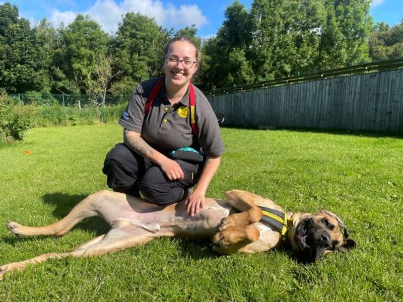 Great Dane for adoption in West Calder, West Lothian – 2 years old - Image 3 of 7