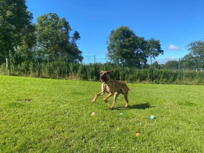 Great Dane for adoption in West Calder, West Lothian – 2 years old - Image 7 of 7